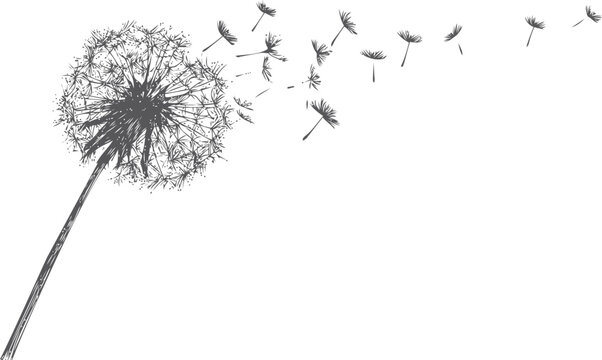 Dandelion vector sketch hand drawn line art in nature, dandelion seeds blowing in wind &mdash; stock vector