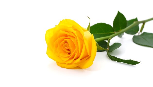 A sunny yellow rose lies diagonally on a white surface, its spiraled petals in full bloom, contrasted by green leaves and a slender stem. Single, vibrant, and elegant against the stark background