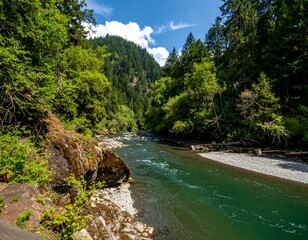 Lush forest river valley on a sunny day