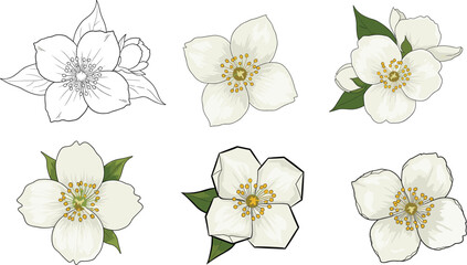 White jasmine flower vector illustration set with green leaves, hand drawn botanical design elements for floral decor, spa, and wedding themes.