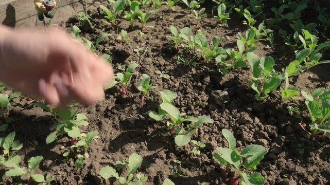 Main d'homme qui enl&egrave;ve les mauvaises herbes dans une parcelle de jeune radis