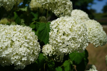 close up image of beautiful white hydrangea bloom (hydrangea arborescens)