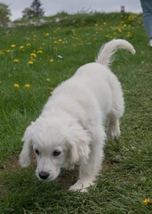 golden retriever puppy
