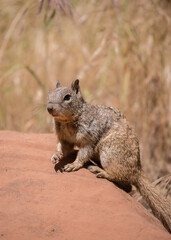 squirrel in the forest
