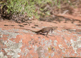 lizard on a stone