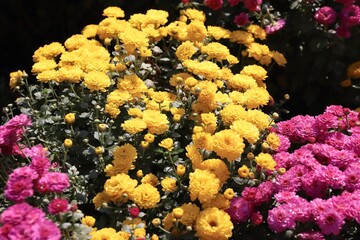 Pale yellow chrysanthemums in the garden — seasonal flowers for autumn bouquets, landscaping, festive arrangements and floristry