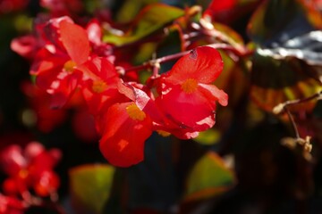 Red begonias close-up &mdash; vibrant ornamental flowers for gardens, balconies, flowerbeds and modern floristry