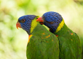 parrots couple