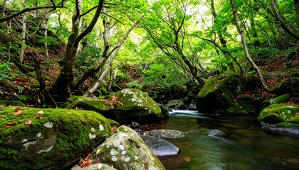 Lush forest stream (3)