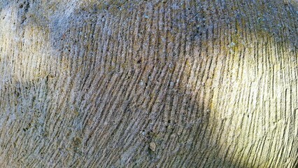 Textured Surface Patterns Natural Elements Carved Bumpy Rough Organic Lines Earthy Tones Shadows