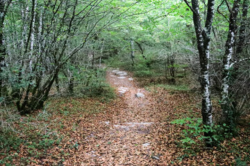Camino en el bosque entre arboles verdes