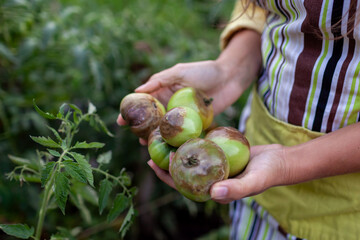 Close up of late blight on tomatoes. Phytophthora infestans disease. Handful of damaged green vegetables in farmer's hands