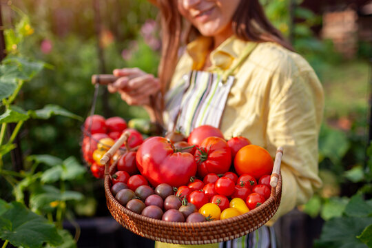 Tomato cucumber harvest. Close up of ripe vegetables in farmer's hands. Gardener holding basket and tray with autumnal crop.