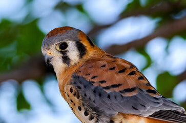 American Kestrel closeup