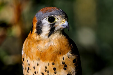 American Kestrel closeup