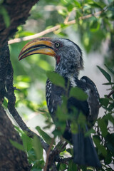 Observation of yellow-billed hornbills in Pilanesberg National Park, South Africa. The pair observe themselves in the reflective window and are visibly irritated.