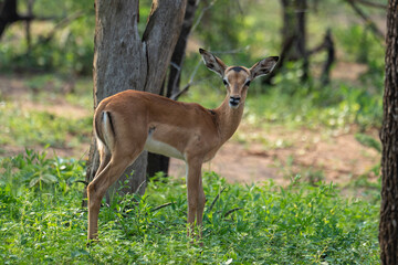 Wild animals with horns in Pilanesberg National Park, South Africa.