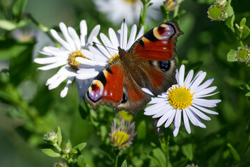 European peacock butterfly (Aglais io) sitting on a daisy in Zurich, Switzerland
