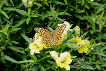 Silver-washed Fritillary butterfly (Argynnis paphia) sitting on yellow flower in Zurich, Switzerland