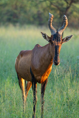 Wild animals with horns in Pilanesberg National Park, South Africa.