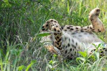 A female cheetah lies comfortably in the shade of a bush in tall grass, resting. Sighting on a safari in Pilanesberg National Park, South Africa.