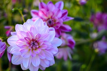 Fototapeta premium A realistic photograph of a vibrant dahlia, symbolizing the “Autumn Queen.” The bloom displays rich autumn colors with detailed petals, capturing the elegance and beauty of the season.