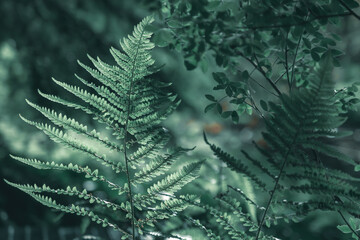 An image in green tones featuring lush ferns, creating a natural and harmonious forest atmosphere.