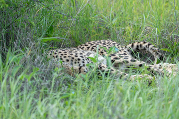 A female cheetah lies comfortably in the shade of a bush in tall grass, resting. Sighting on a safari in Pilanesberg National Park, South Africa.
