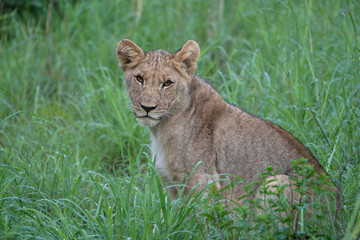 Lion sighting on safari in Pilanesberg National Park, South Africa. In search of the Big 5.