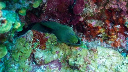 Green Moray Eal 