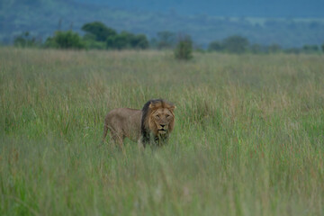 A large, fully grown male lion with a dark mane roams through the grass in search of prey. Safari in South Africa.