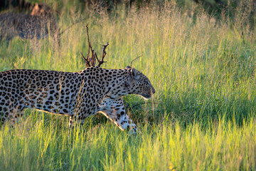 A leopard with its beautiful spotted coat was spotted in Pilanesberg National Park, South Africa.