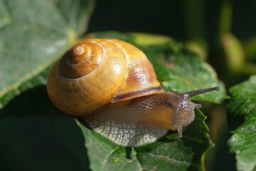 Yellow brown snail Cepaea nemoralis is sitting on green leaf on tree