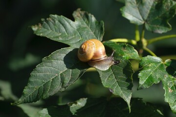 Yellow brown snail Cepaea nemoralis is sitting on green leaf on tree