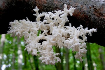 A beautiful unusual mushroom that looks like a coral - Hericium coralloides, commonly known ascoral tooth fungus. It grows on dead hardwood trees. It is edible and good when young.
