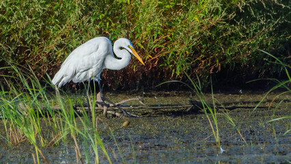 A great white egret hunts along the shore of a wetland at Harbor Island in Grand Haven, Michigan