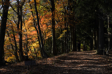 文殊山の登山道と紅葉