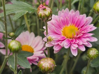 pink and yellow flower