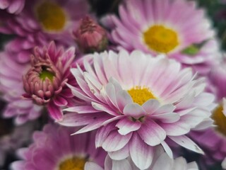 Fototapeta premium pink dahlia flower