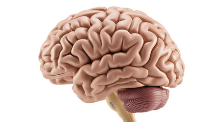Detailed anatomical model of human brain cerebral cortex and cerebellum structure and function transparent background