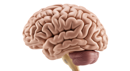 Detailed anatomical model of human brain cerebral cortex and cerebellum structure and function transparent background
