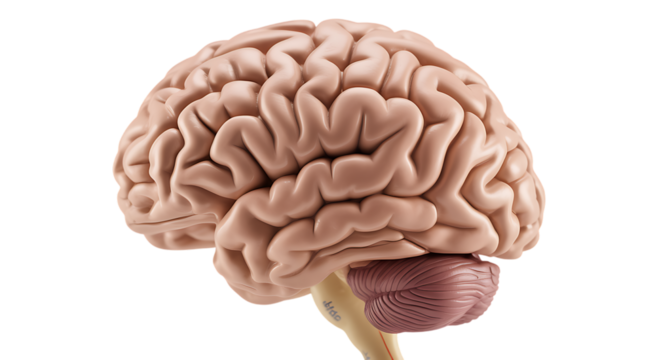 Detailed anatomical model of human brain cerebral cortex and cerebellum structure and function transparent background