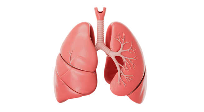 Detailed human lungs anatomical representation of respiratory system for health education transparent background
