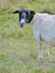 Schwarzkopf-Schaf auf der Weide