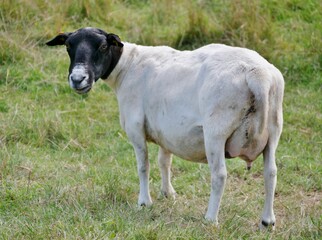 Schwarzkopf-Schaf auf der Weide