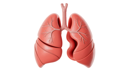 Realistic human lungs anatomical model respiratory system bronchial tree medical education healthcare transparent background