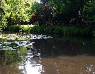Peaceful pond with ducks and flowers