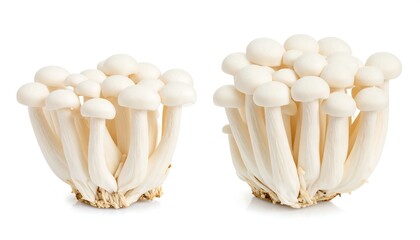 Two clusters of pristine white mushrooms