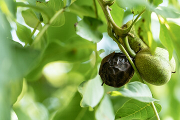 Walnut disease symptoms, green husk with brown necrotic spots and one fruit completely black, caused by bacterial blight infection Xanthomonas arboricola, nut crop disease. Crop loss and economics