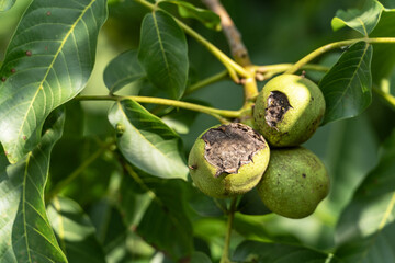 Green walnut fruit with black husk and brown lesions, signs of walnut bacteriosis or bacterial blight Xanthomonas arboricola. Infected green walnut turning black. Agricultural plant pathology concept.